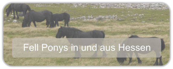 Fell Ponys in und aus Hessen