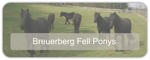 Breuerberg Fell Ponys